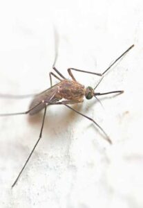 Non-Toxic Herbal Insect Repellent Spray Image
